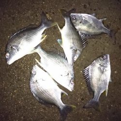 河口のライトゲーム